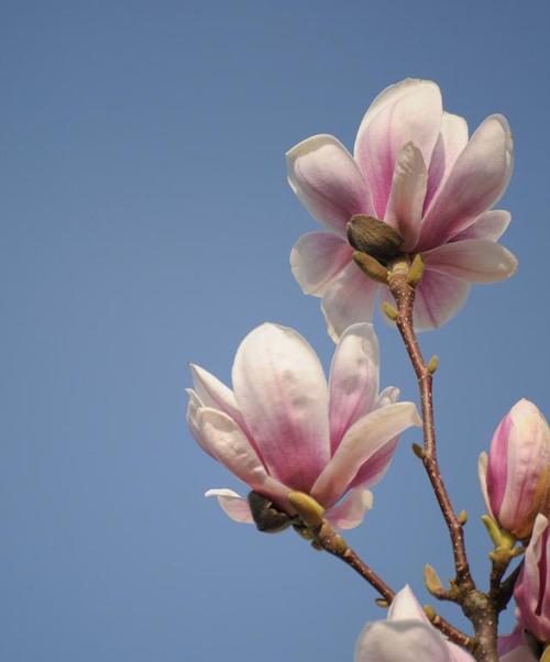 玉兰花的种植禁忌（为什么家里不能种玉兰花？）