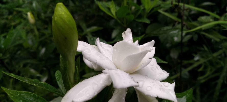 栀子花的栽培（种植技巧、病虫防治和收获方法）