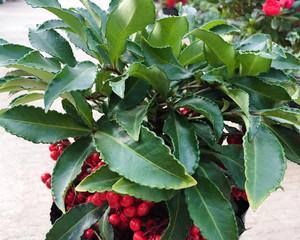金玉满堂植物怎么养（打造居家良好风水，让金玉满堂开满花）
