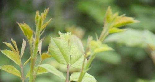 探寻麒麟的繁殖期（从月份到季节，解读麒麟繁殖的奥秘）