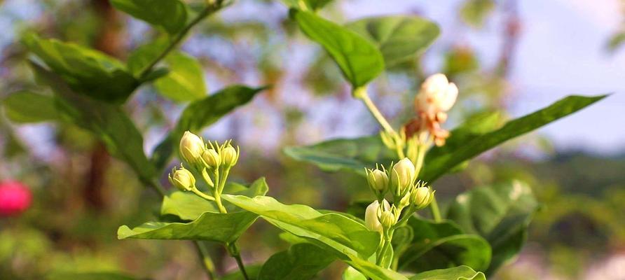 茉莉花花期（探究茉莉花开花的季节及成长环境）