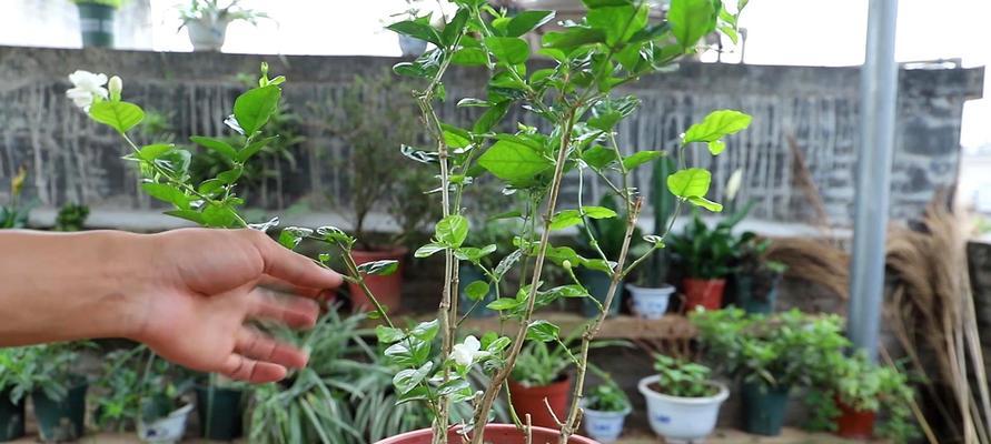 茉莉花花期（探究茉莉花开花的季节及成长环境）