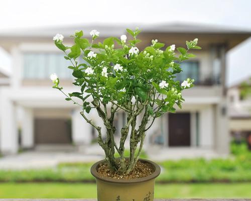 净化空气的神奇植物与花卉（从身边开始，用植物护卫你的呼吸健康）