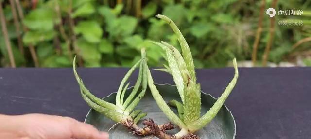 芦荟栽种方法详解（打造美丽庭院，从芦荟开始种植）