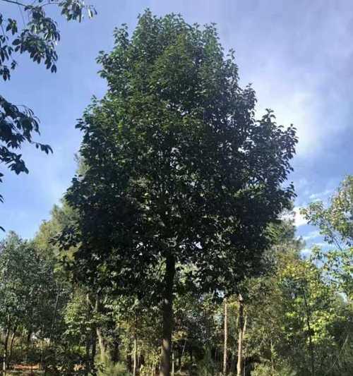 红果冬青树的养护与管理（打造优美生态景观，关注植物健康成长）