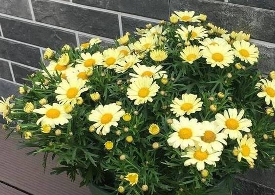 怎样处理姬小菊倒伏问题（种植管理技巧分享，助您迎接种植困难）