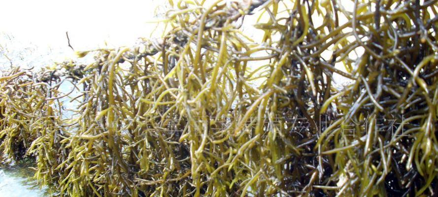 海生藻类(探究海生藻类的生命特征及归属问题)_花植网