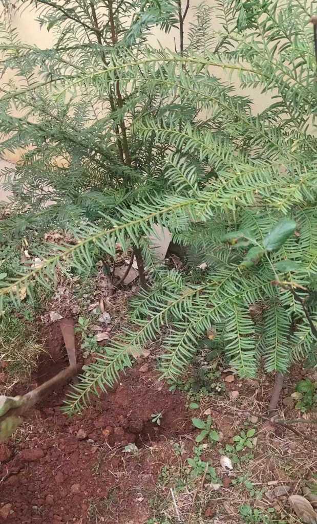 红豆杉种植指南（从选地到管理，掌握这些技巧，让你轻松种出红豆杉）