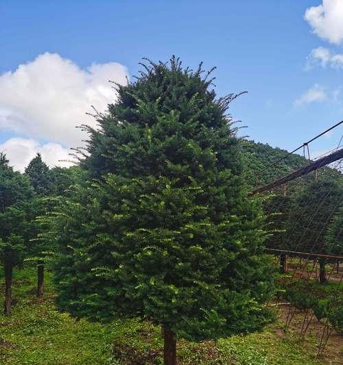 红豆杉种植指南（从选地到管理，掌握这些技巧，让你轻松种出红豆杉）