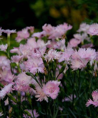 石竹花——优雅高贵的花卉之王（探究石竹花的品种、特点与养殖技巧）