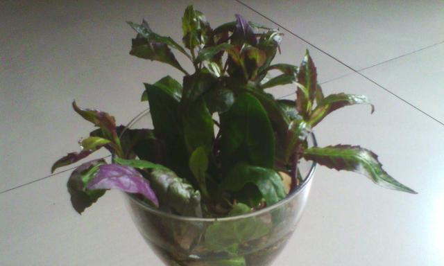 如何成功养殖紫背天葵？（掌握紫背天葵的特点和注意事项，让您的种植之路更加顺畅。）