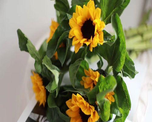 向日葵干花的制作方法（如何保存向日葵的美丽与魅力？）