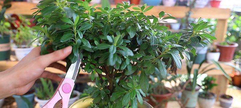 如何正确修剪杜鹃花？（掌握杜鹃花修剪技巧，打造美丽花园）