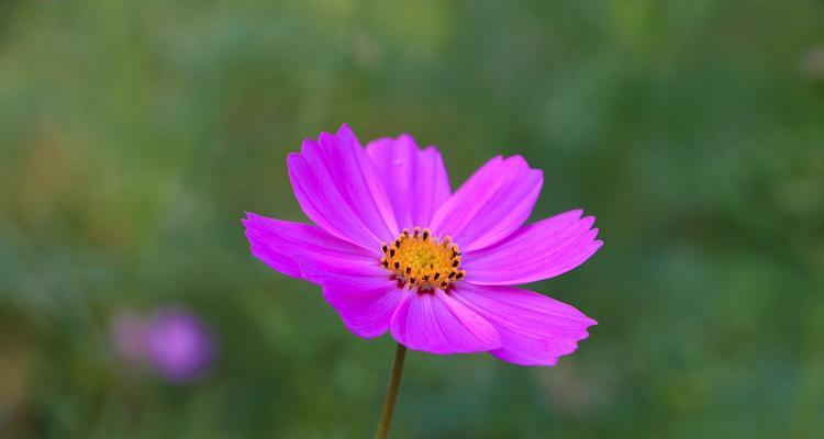 波斯菊季节，盛开绚烂（迎接秋日，赏花之旅）