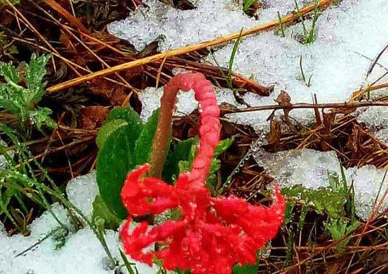 六月雪的红色花千姿百态（以火车站前的火龙果为例，探寻六月雪红花的美丽之处）