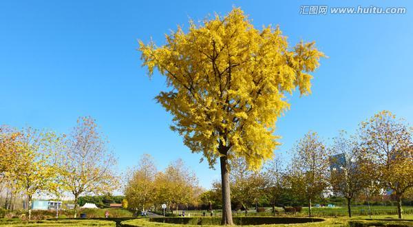 银杏树——神秘而古老的生命守卫（探秘银杏树的生态、历史和文化价值）