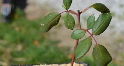 月季花扦插的养殖方法（如何让你的月季花生根发芽？）