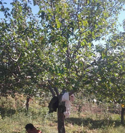 八棱海棠树的修剪技巧（精致美丽从修剪开始）