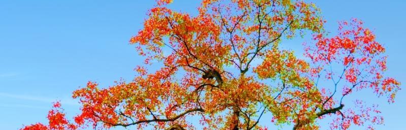 乌桕树——生命力顽强的珍稀树种（乌桕树的特点、分布、生态与价值）