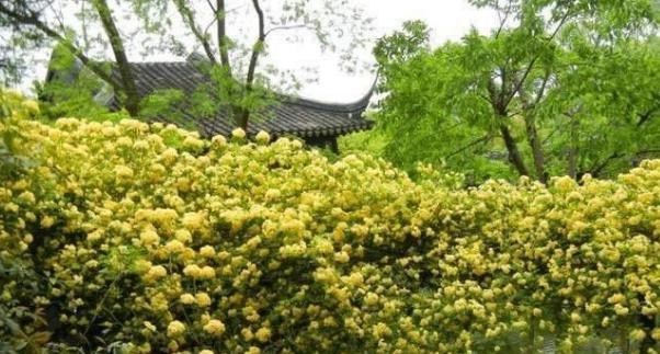 木香花的种植养护方法（了解木香花的生长环境和繁殖方法，让您轻松打理花园）