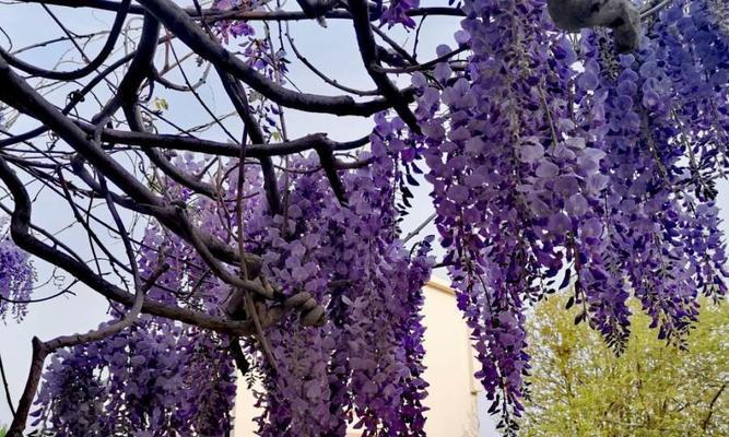 探究紫藤花的花期（从开花时间到凋谢时刻，了解紫藤花花期的全过程）
