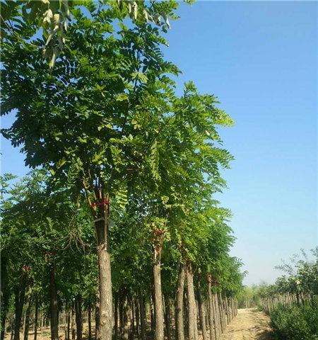 探秘香花槐树（一种难得的花香与极佳观赏价值）