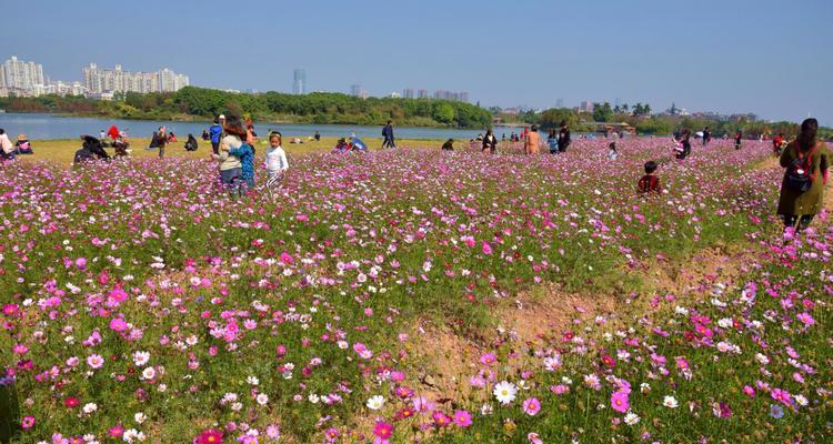 波斯菊的特点（了解波斯菊的花型、颜色和栽培方法）