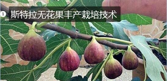 无花果种植详解（栽培技巧、选址要点与注意事项）