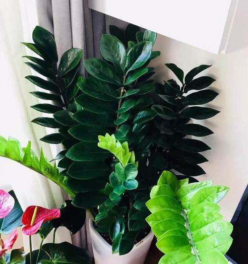 家居养花指南（8种适合家里养的花）