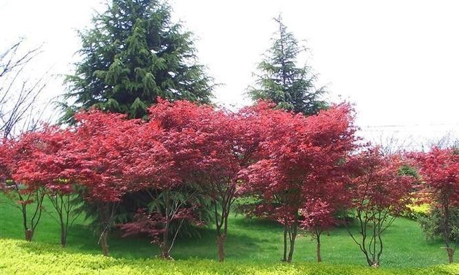 红枫树的适宜种植场所（从环境、气候到土壤，找到最适合红枫树的生长环境）