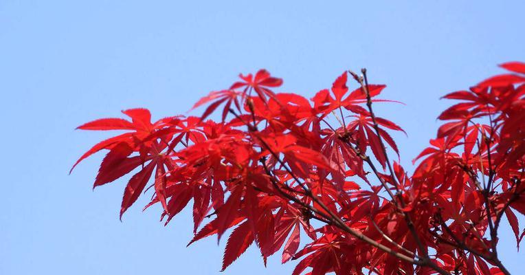 红枫树的适宜种植场所（从环境、气候到土壤，找到最适合红枫树的生长环境）