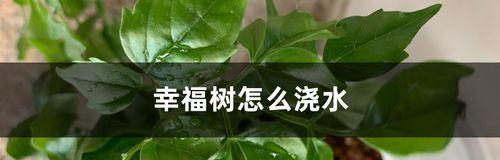 幸福树的浇水技巧（如何保证幸福树的健康生长）