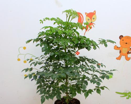 平安树——最适合放客厅的装饰植物（为什么平安树成为家庭客厅的最佳选择？）