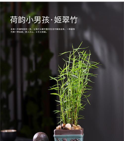 姬翠竹的生长特点与高度控制方法（了解姬翠竹的生长规律，掌握高度控制技巧）