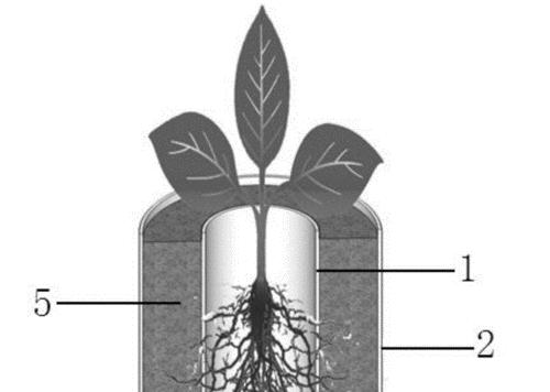 植物根系的分类与特点（探究不同类型植物根系的生态适应性）