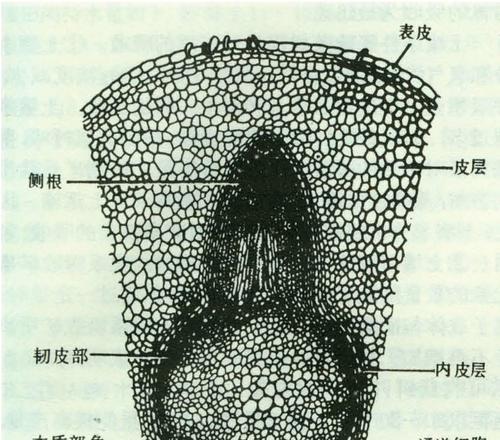 植物根系的分类与特点（探究不同类型植物根系的生态适应性）