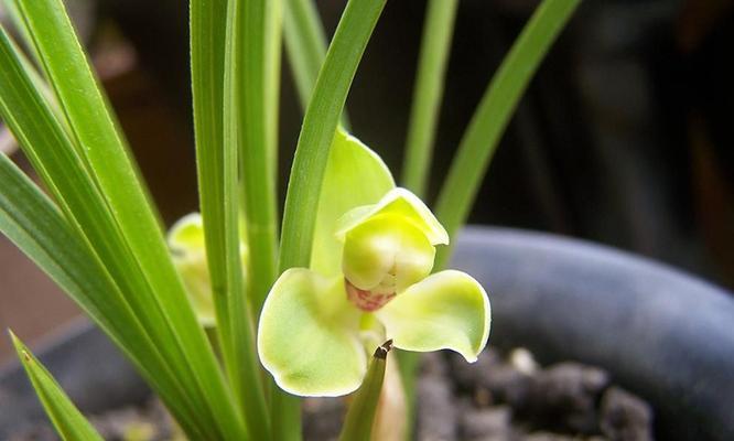 探究兰花的品种分类（从形态、花色、栽培需求三方面全面解析）