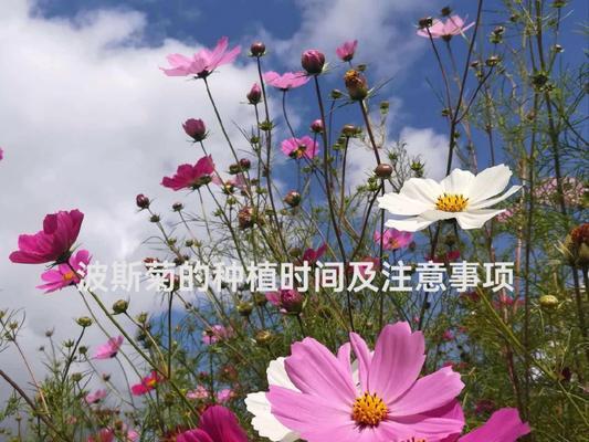 波斯菊开花期长达三个月的原因（探究波斯菊花期与气候、地理等因素的关系）