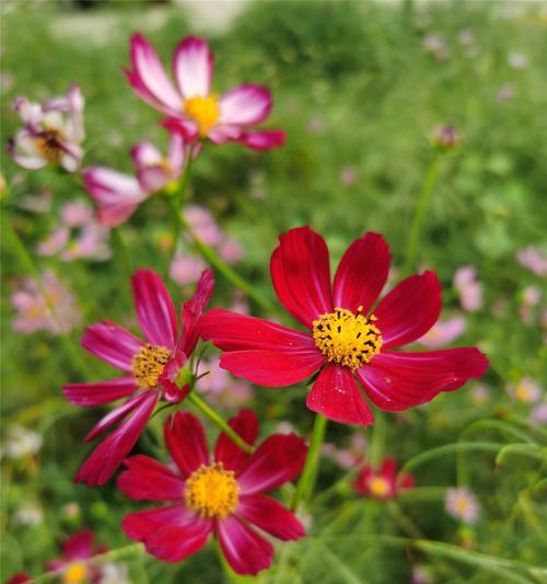 波斯菊开花期长达三个月的原因（探究波斯菊花期与气候、地理等因素的关系）