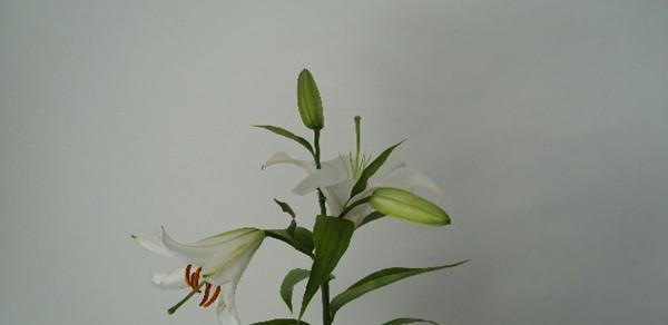 如何成功养殖香水百合（以科学的方法打造美丽的花园）