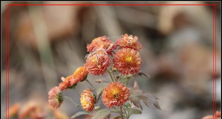 菊花冬季移栽的注意事项（室外菊花移栽与防寒措施）