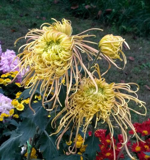 菊花冬季移栽的注意事项（室外菊花移栽与防寒措施）