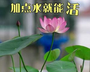 睡莲养殖的水培和土培方法（如何选择睡莲的养殖方式）