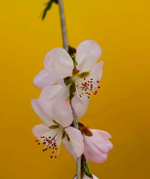 杏花的色彩美——探究哪种颜色最好看（美丽的春日风景，杏花争奇斗艳）