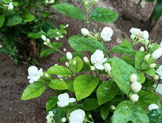 茉莉花种植技巧（打造芳香园林，从茉莉花开始）