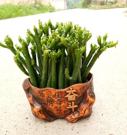珊瑚树多肉的养护技巧（打造美丽的珊瑚树多肉花园）