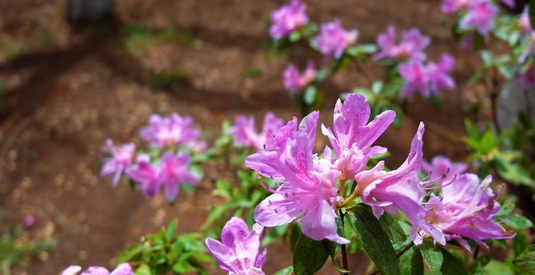 揭秘杜鹃花的香味（探寻杜鹃花的奥秘，从嗅觉出发）