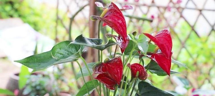 如何养护红掌花茂盛生长（红掌花养护全攻略，让你的花园更加美丽）