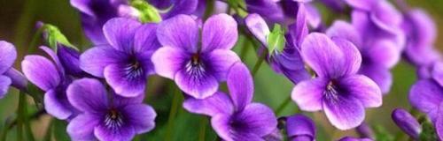 解析养殖紫花地丁黄叶的原因（探究紫花地丁黄叶的成因与治理方法）