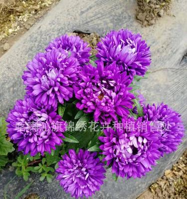 盆栽翠菊养护指南（一步一步，让翠菊长成你想要的样子）